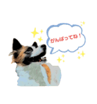 もちちゃん ！（Picture version）（個別スタンプ：12）