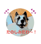 もちちゃん ！（Picture version）（個別スタンプ：14）