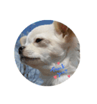 ☆☆★★〇〇◆◆（個別スタンプ：1）