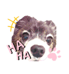 パピヨンのスタンプ(Pudding)（個別スタンプ：2）