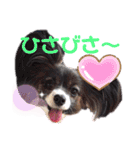 パピヨンのスタンプ(Pudding)（個別スタンプ：3）