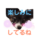 パピヨンのスタンプ(Pudding)（個別スタンプ：6）