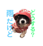 パピヨンのスタンプ(Pudding)（個別スタンプ：8）