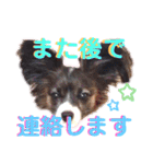 パピヨンのスタンプ(Pudding)（個別スタンプ：9）