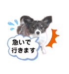 パピヨンのスタンプ(Pudding)（個別スタンプ：10）