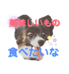 パピヨンのスタンプ(Pudding)（個別スタンプ：11）