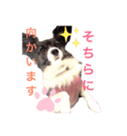 パピヨンのスタンプ(Pudding)（個別スタンプ：16）