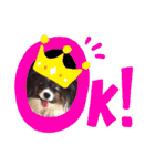パピヨンのスタンプ(Pudding)（個別スタンプ：19）