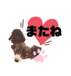 パピヨンのスタンプ(Pudding)（個別スタンプ：23）
