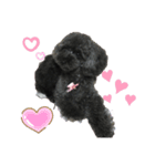 トイプーanny＆brio シルバーアニーと黒ブリ（個別スタンプ：3）