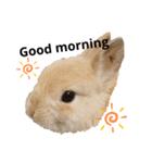 はなろい うさぎで日常会話（個別スタンプ：1）