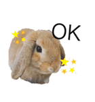 はなろい うさぎで日常会話（個別スタンプ：3）