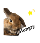 はなろい うさぎで日常会話（個別スタンプ：9）