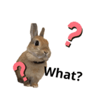 はなろい うさぎで日常会話（個別スタンプ：10）