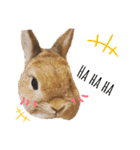 はなろい うさぎで日常会話（個別スタンプ：12）