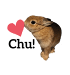 はなろい うさぎで日常会話（個別スタンプ：16）
