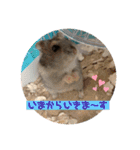 ロキ✩.*˚チロこぉぉぉっ（個別スタンプ：1）