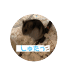 ロキ✩.*˚チロこぉぉぉっ（個別スタンプ：2）