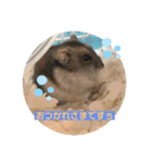 ロキ✩.*˚チロこぉぉぉっ（個別スタンプ：3）