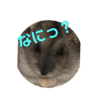 ロキ✩.*˚チロこぉぉぉっ（個別スタンプ：4）