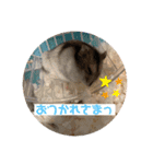 ロキ✩.*˚チロこぉぉぉっ（個別スタンプ：9）