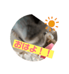 ロキ✩.*˚チロこぉぉぉっ（個別スタンプ：13）
