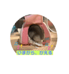ロキ✩.*˚チロこぉぉぉっ（個別スタンプ：14）