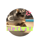 ロキ✩.*˚チロこぉぉぉっ（個別スタンプ：22）
