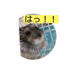 ロキ✩.*˚チロこぉぉぉっ（個別スタンプ：31）