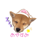豆柴こまめ（個別スタンプ：2）