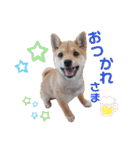 豆柴こまめ（個別スタンプ：5）
