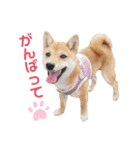 豆柴こまめ（個別スタンプ：8）
