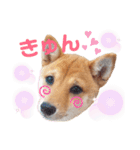 豆柴こまめ（個別スタンプ：9）