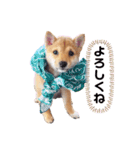 豆柴こまめ（個別スタンプ：11）