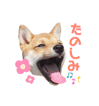 豆柴こまめ（個別スタンプ：13）