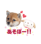 豆柴こまめ（個別スタンプ：15）