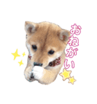 豆柴こまめ（個別スタンプ：18）
