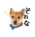 豆柴こまめ（個別スタンプ：19）