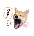 豆柴こまめ（個別スタンプ：20）