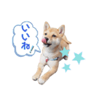豆柴こまめ（個別スタンプ：27）