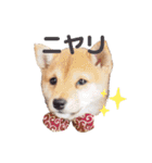豆柴こまめ（個別スタンプ：30）