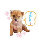 豆柴こまめ（個別スタンプ：36）