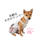 豆柴こまめ（個別スタンプ：37）