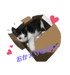 ソラちゃん印（個別スタンプ：11）