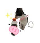 ソラちゃん印（個別スタンプ：12）