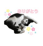 ソラちゃん印（個別スタンプ：13）