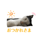 ソラちゃん印（個別スタンプ：14）