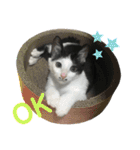 ソラちゃん印（個別スタンプ：15）