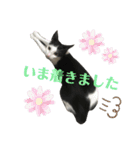 ソラちゃん印（個別スタンプ：19）
