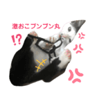 ソラちゃん印（個別スタンプ：22）